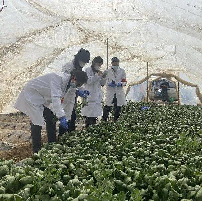 【平安玉树】玉树市开展节前农畜产品质量安全抽检和检疫监督工作检测农产品抽查 