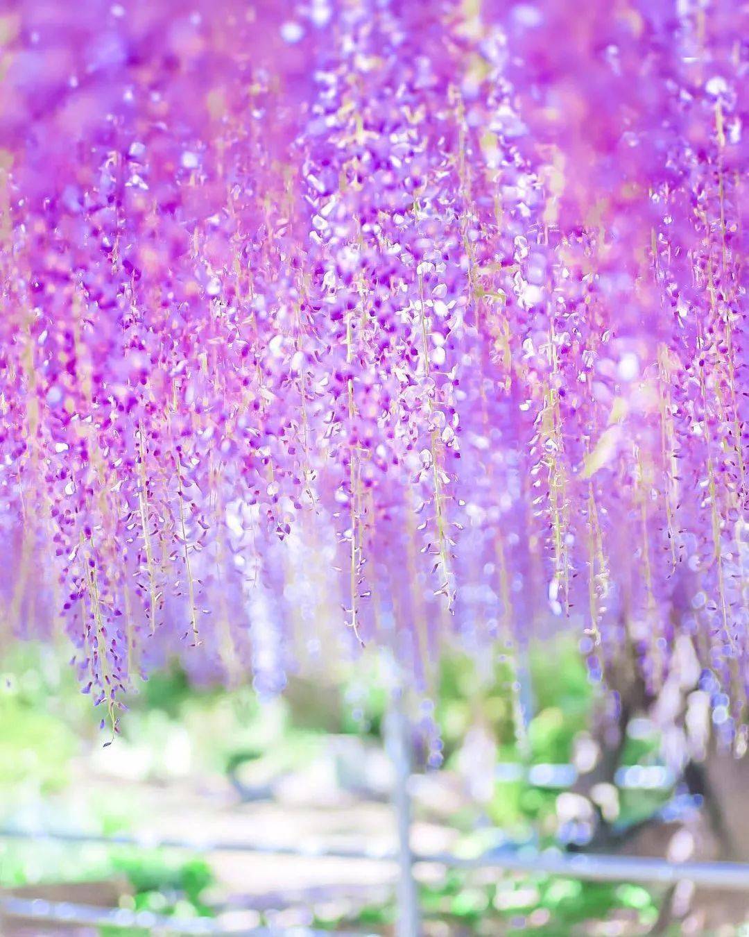 美丽的紫的藤花!