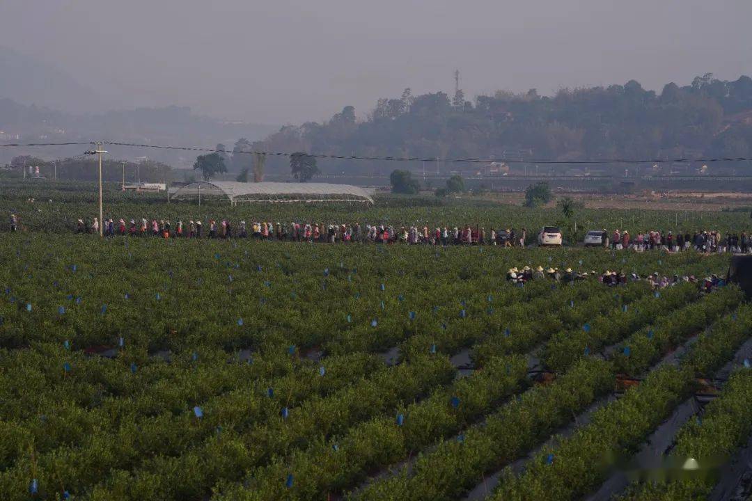 景东蓝莓基地图片图片