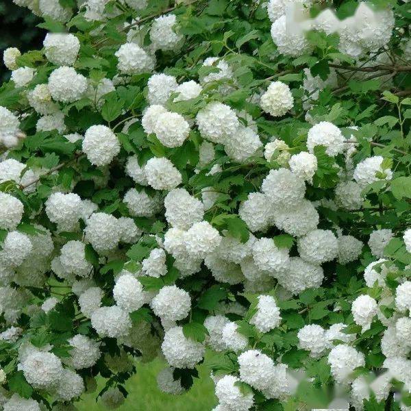 夏日院子不能错过的圆锥绣球,欧洲木绣球玫瑰!_花色_石灰_温度
