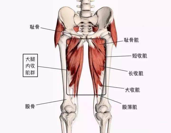 腘绳肌的位置图片