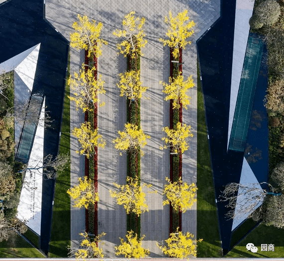 树阵景观,竟然这么美!