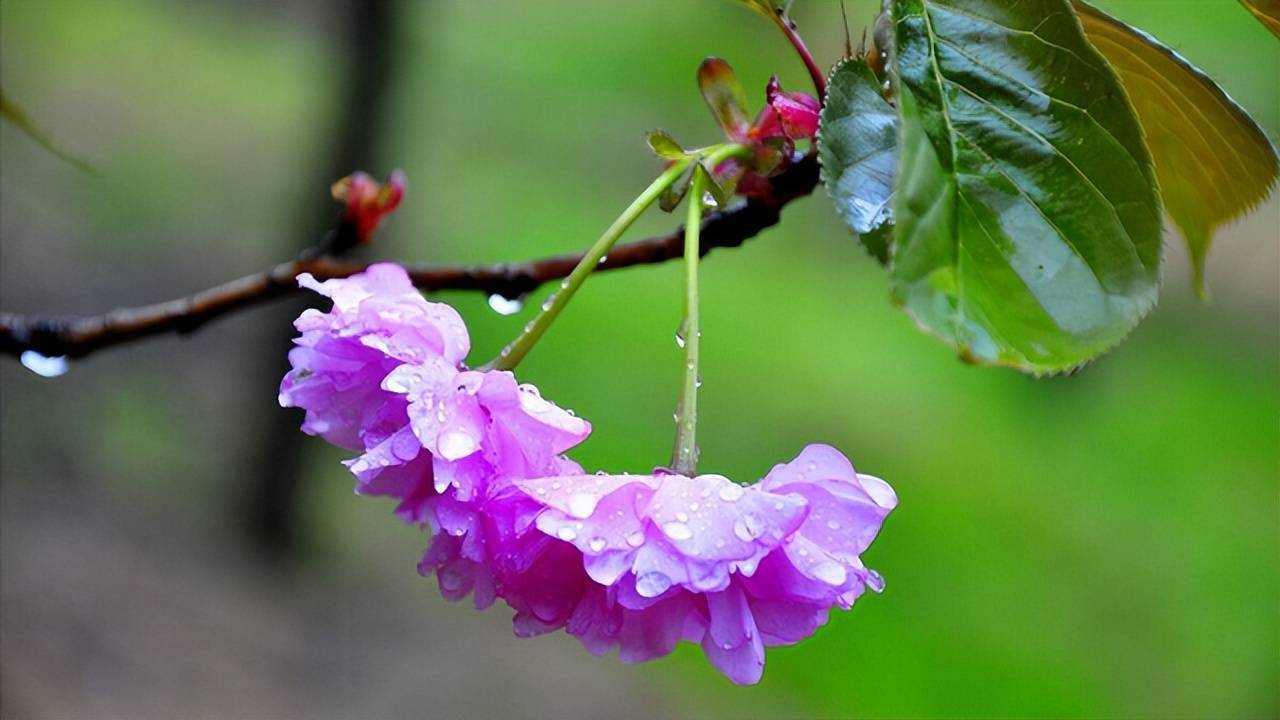 8句話35個字2幅畫一首描寫初夏喜雨的小令讓人心生歡喜