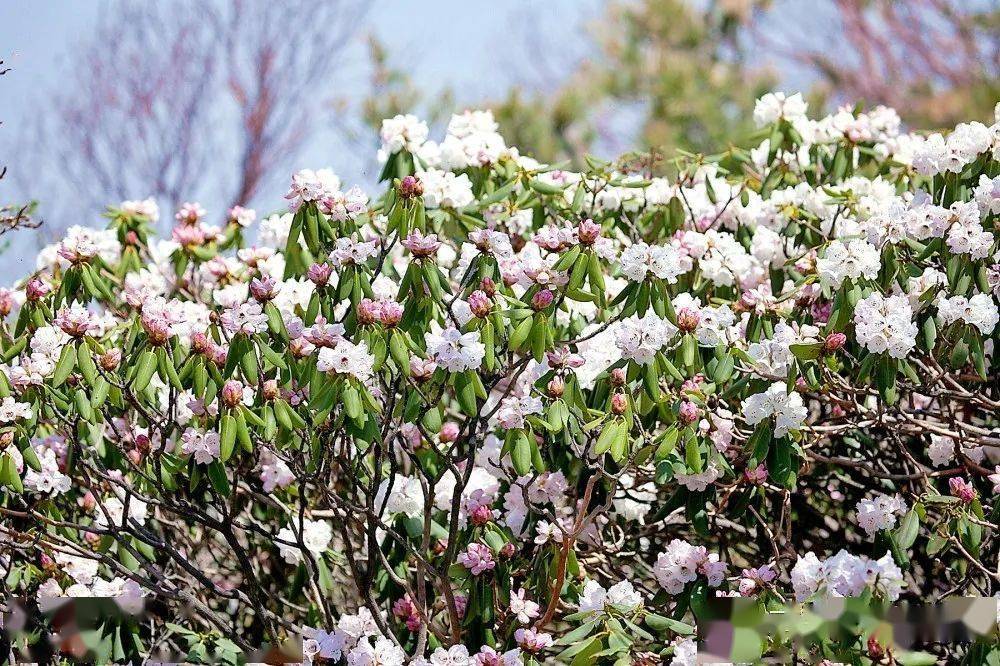 河南小秦岭灵宝高山杜鹃花开正艳