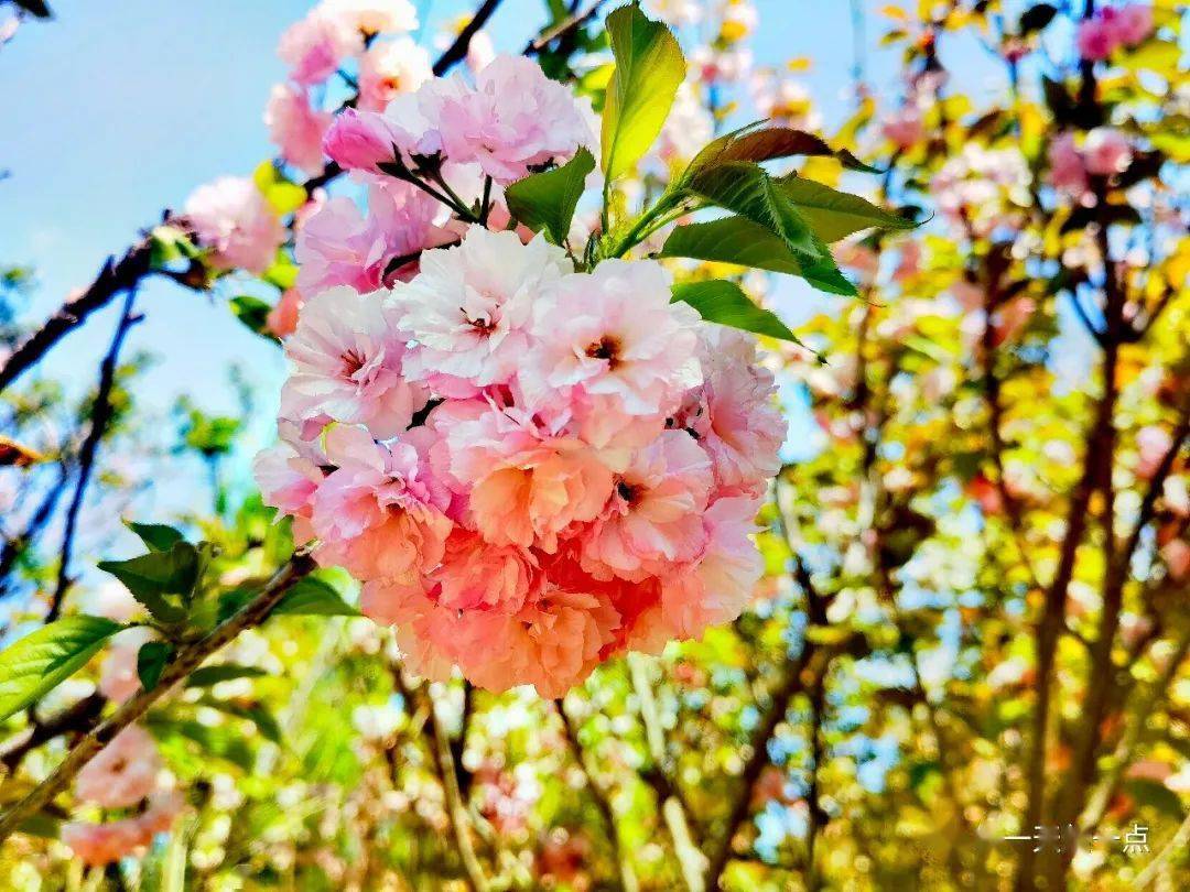 多图欣赏沈阳长白岛樱花与海棠