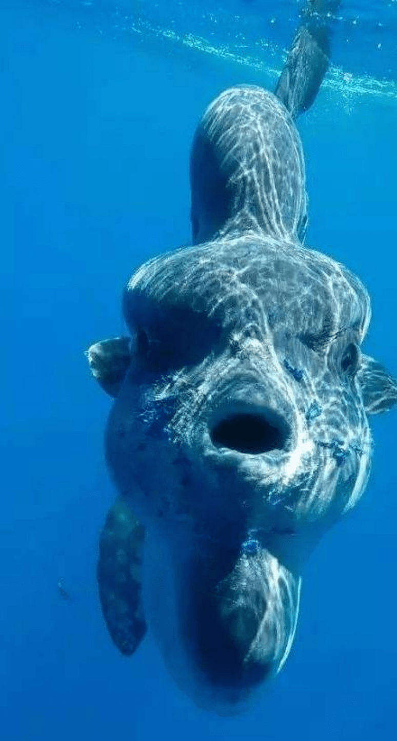 原创世界上最蠢的鱼被咬后也不会逃跑翻车鱼为何能存活至今