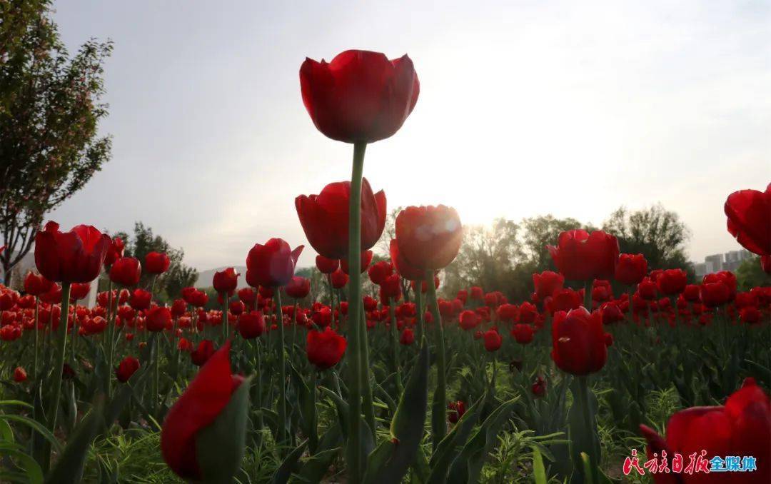 五一遊臨夏在劉家峽邂逅爛漫鬱金香花海