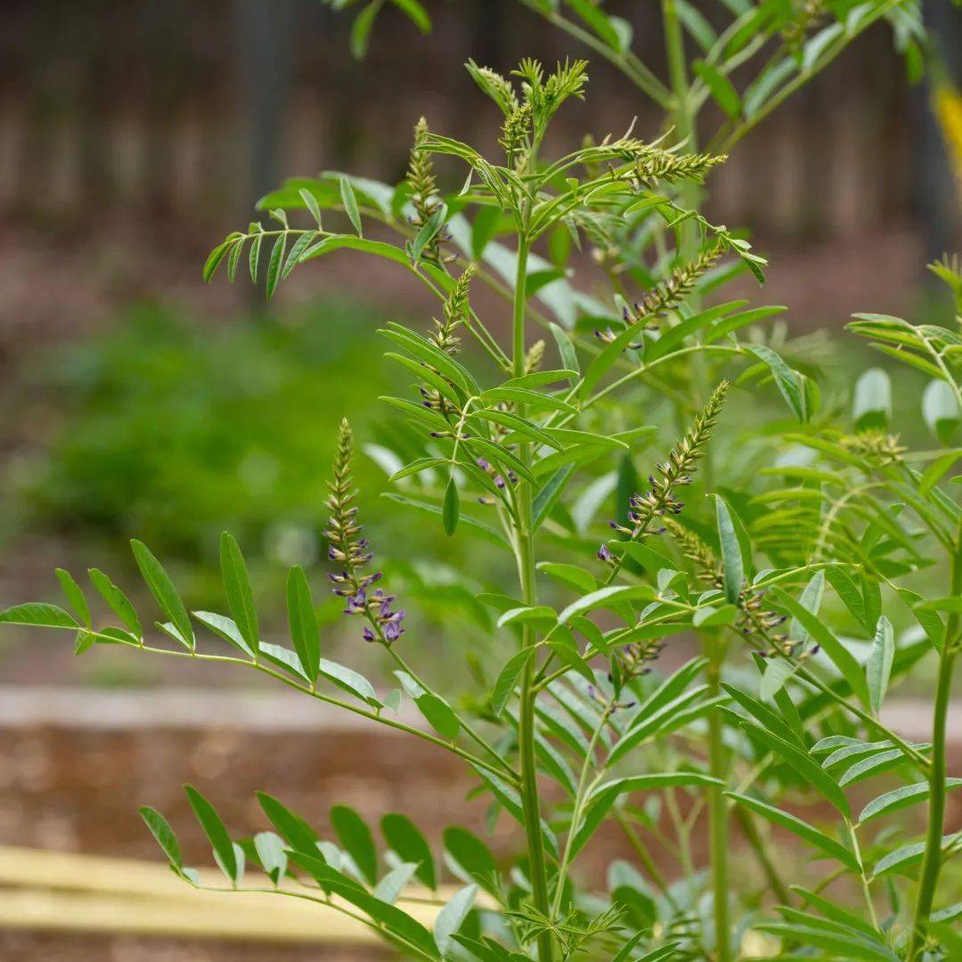 这一类成分,抗氧化力都很奶思,其中,最强悍的莫过于表没食子儿茶素没