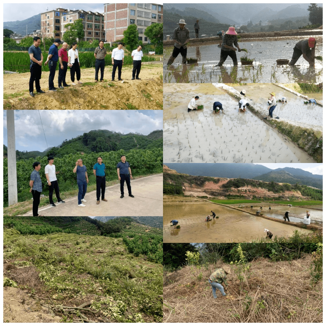 平和山格杨英图片