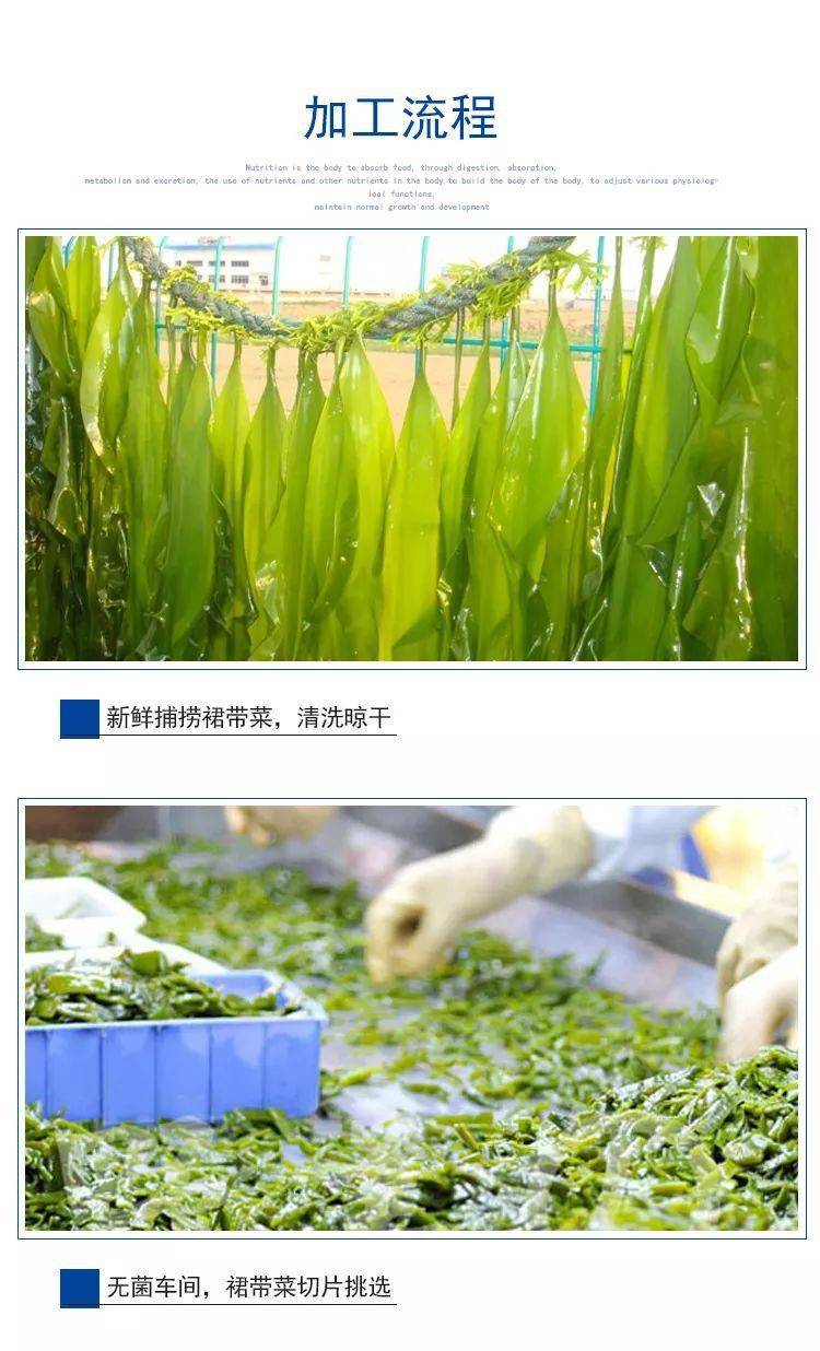 来自深海的营养蔬菜裙带菜味道鲜美还是补钙能手