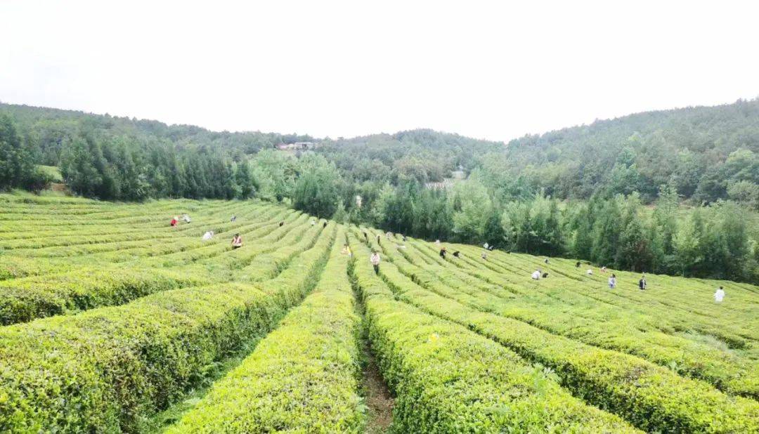威宁:采茶能手上演"指尖争霸"_比赛_双手_炉山镇