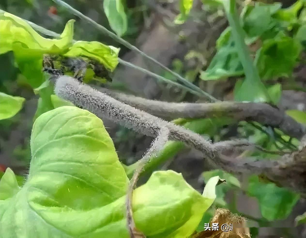 阴雨寡照图片