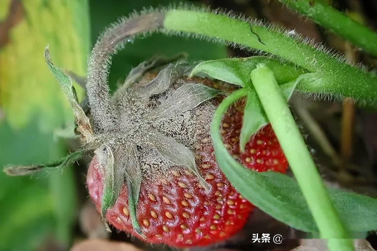 阴雨寡照图片