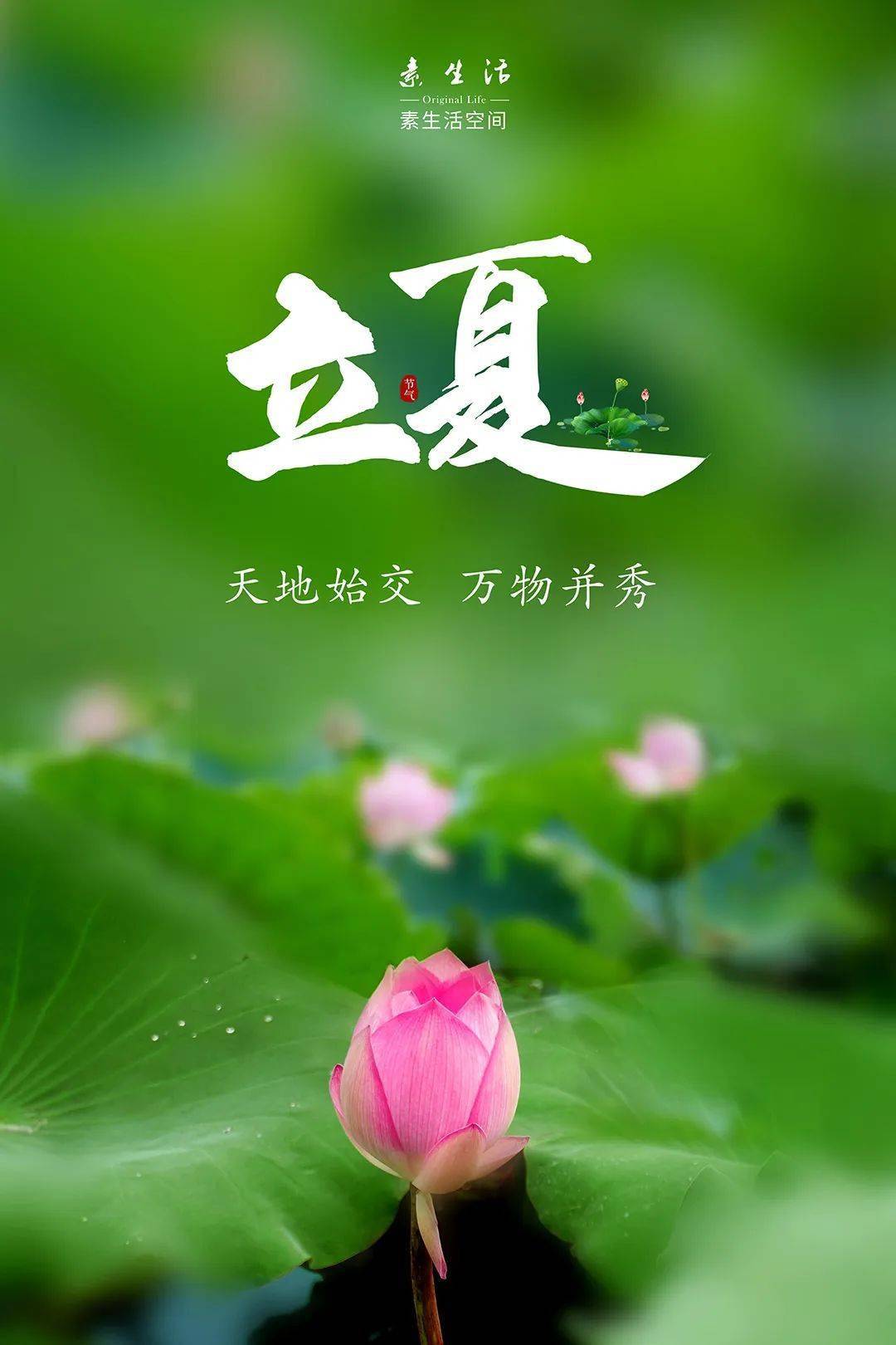 素生活·立夏|天地始交 万物并秀_植物_草莓_夏争时