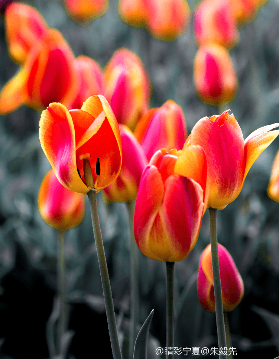 鬱金香花海