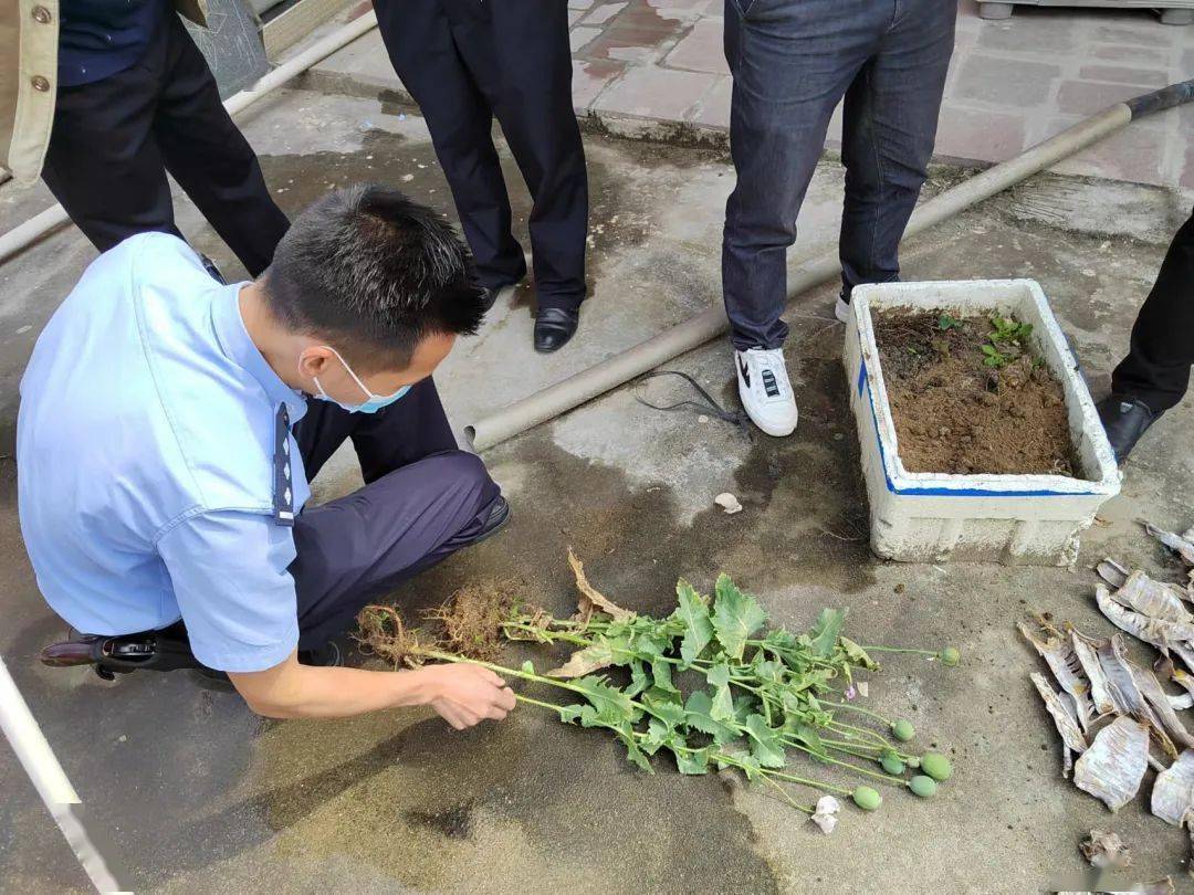 托溪居民阳台私种罂粟民警现场依法铲除