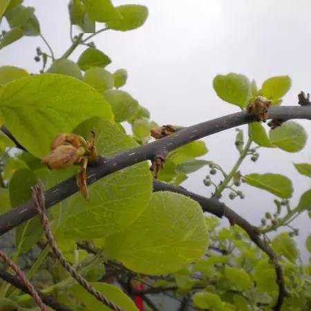 猕猴桃最全病害解析