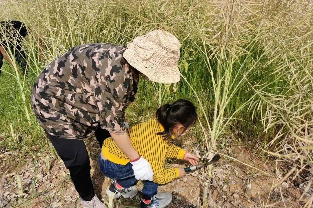 油菜籽_彭澤_種植