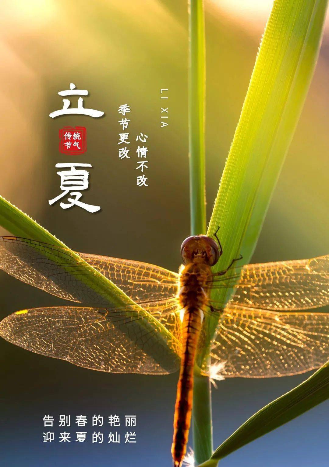 你好立夏 你好夏天 季节 风后 新的一页