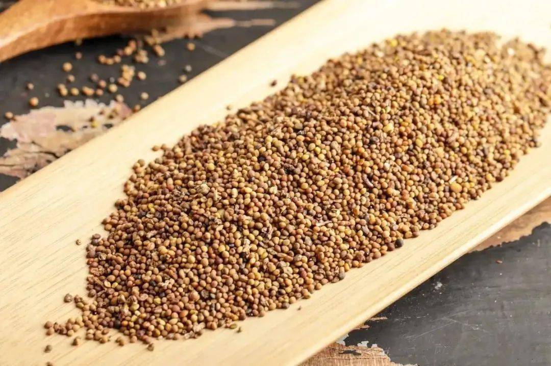 菟丝子补阳益阴为男女两科之良药