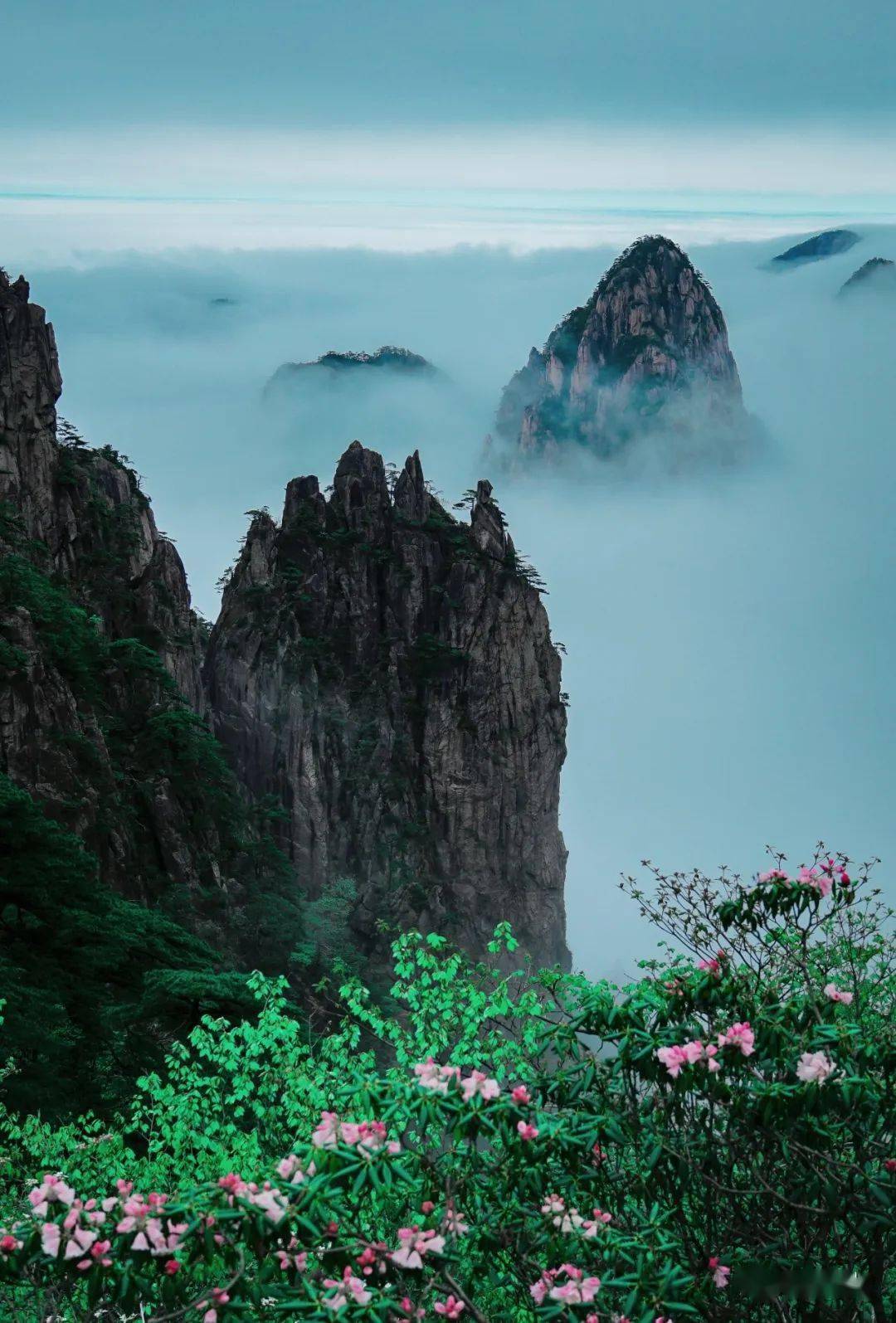 四季黄山相约春天日丽风和杜鹃艳乐享黄山好时光黄山风景区2022年五一