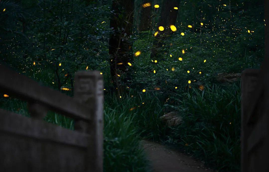 立夏俳句之美昼颜花开了孩子们我们切西瓜吧