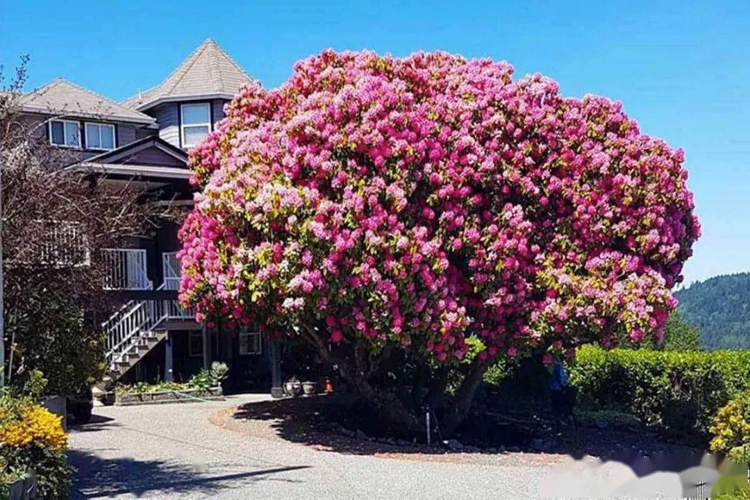 不过今天的主角不是这棵杜鹃花树,而是效果如出一辙的高山杜鹃~加拿大