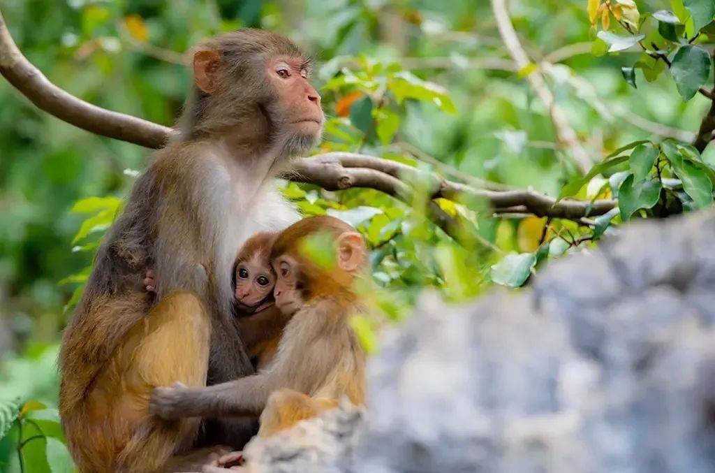 第七届芙蓉杯全国文学大赛入围散文作品67凤山县巴腊猴山