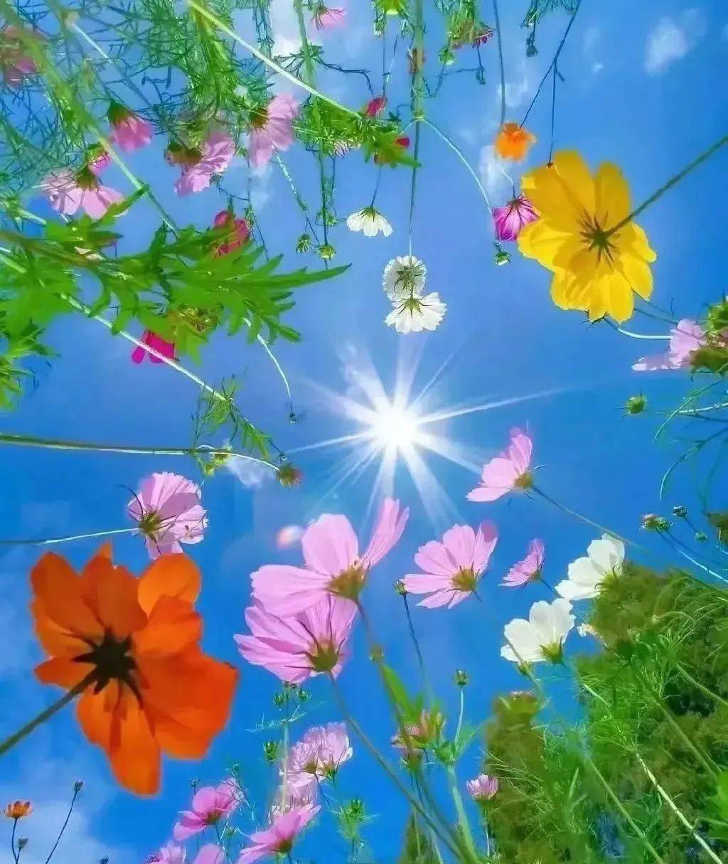 美图欣赏这些花儿太美了