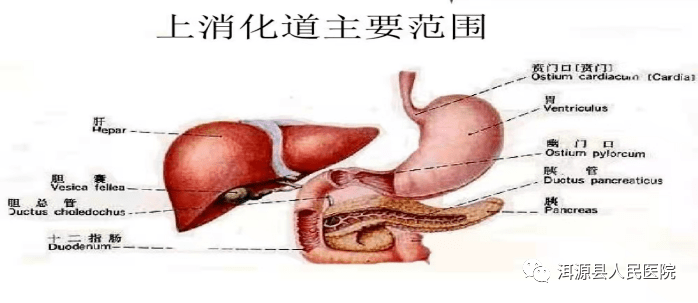 急性上消化道出血健康教育