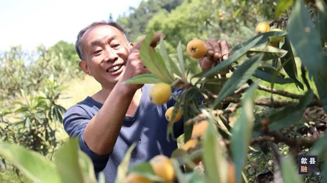 歙县：新安江畔枇杷黄 邀你尝鲜品美味