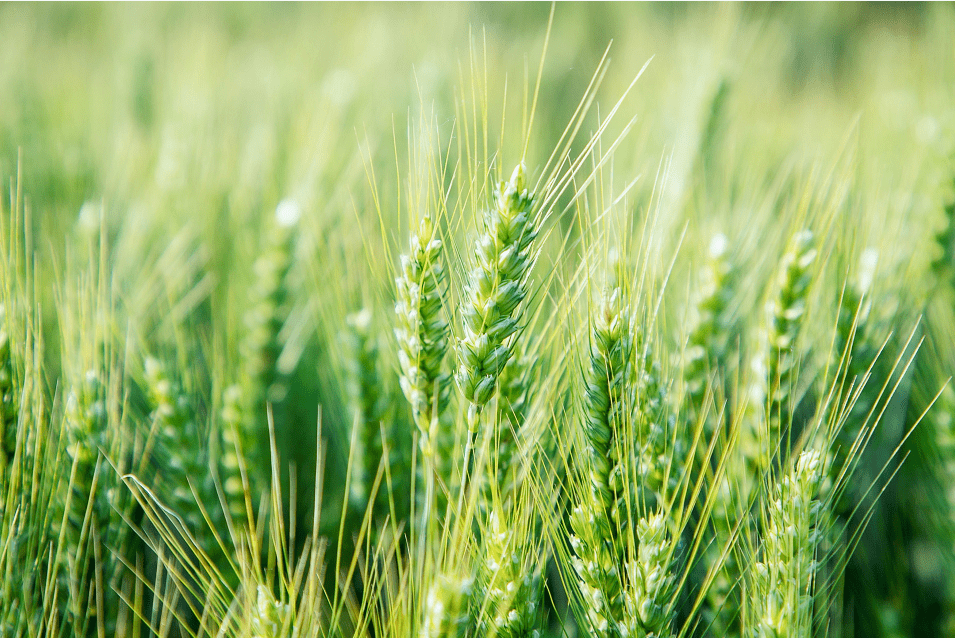 预示着一场丰收蓄势待发绿色翻滚,绵延如浪沉甸甸的麦穗在明媚阳光下