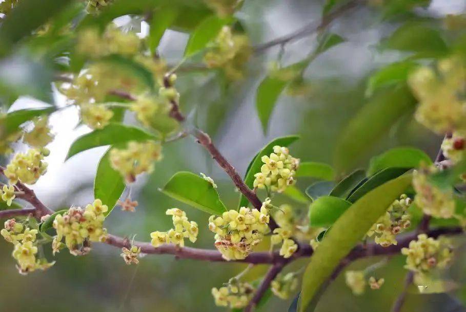 大唐寶藏莞香花開季共迎大唐春