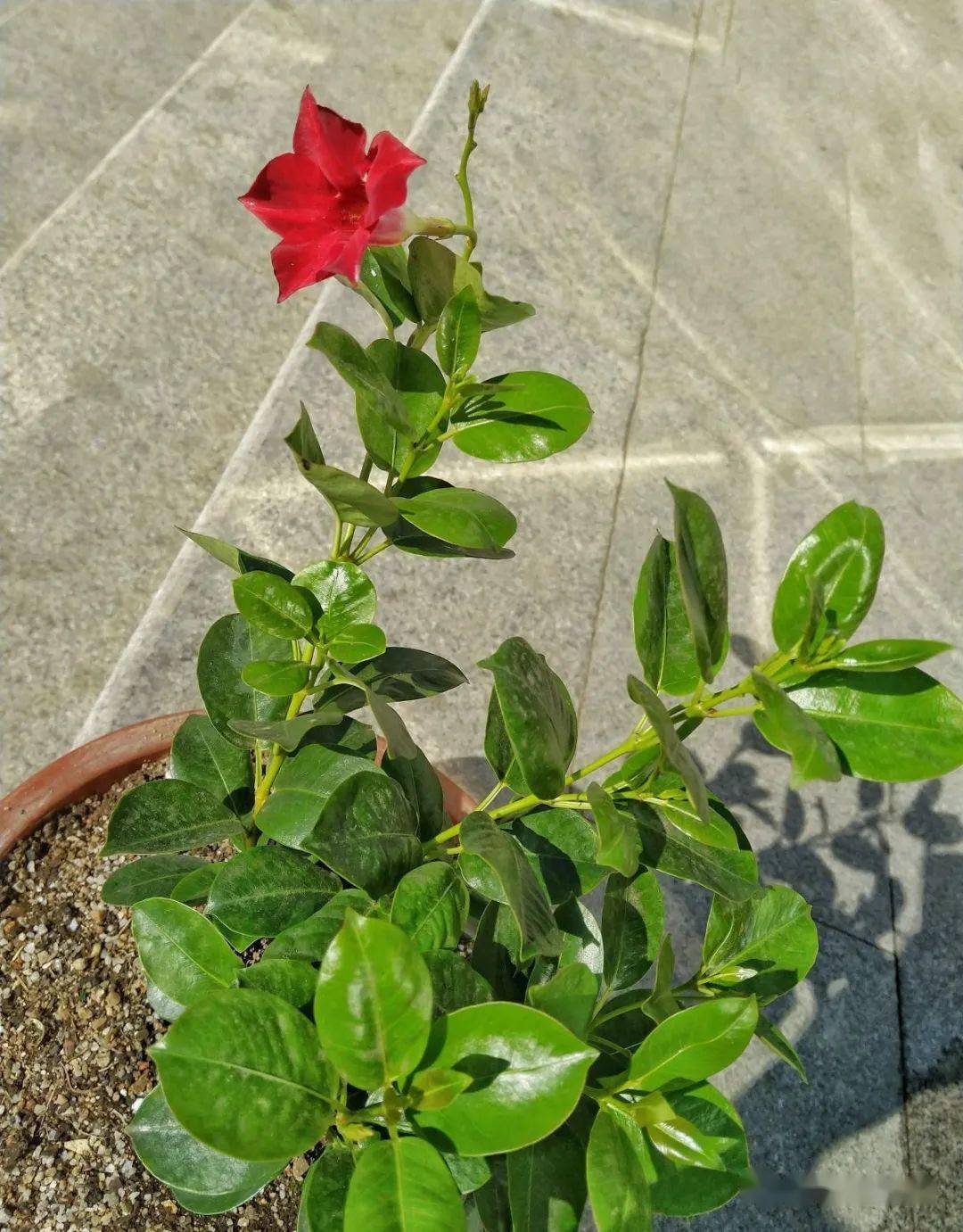 同样一盆花 为啥网上比实体店便宜 内行人揭 猫腻 花市 销量差异 价格