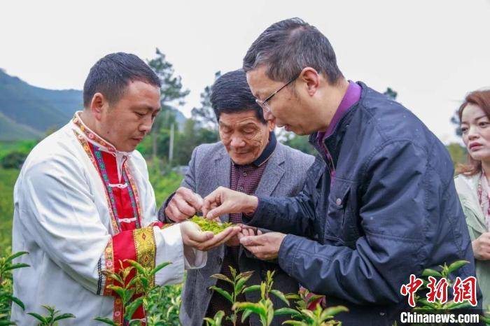 浙江安吉白茶漂流记一片叶子演绎共富新故事