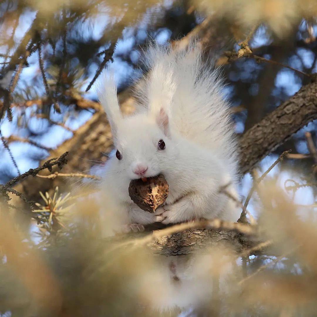 世界上非常非常罕见的白松鼠,雪地里的精灵!_雪白色_物种_高田理惠