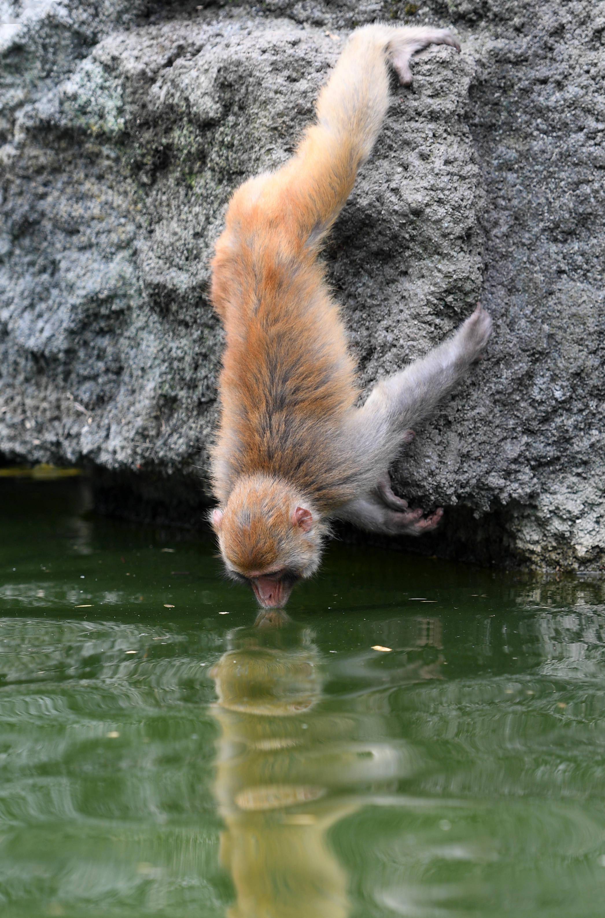 广西凤山青山猴趣助振兴