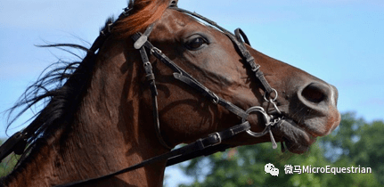 67马在骑乘时甩头的原因