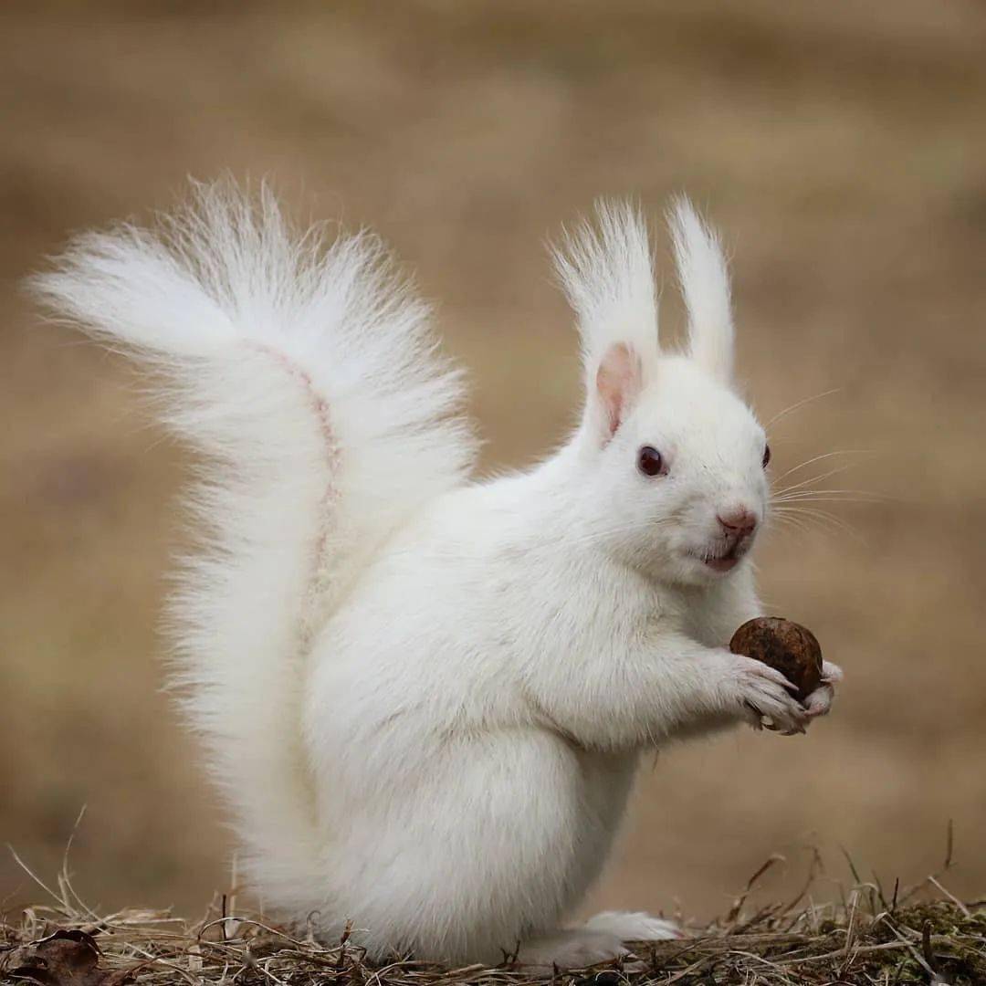 世界上非常非常罕见的白松鼠,雪地里的精灵!_雪白色_物种_高田理惠