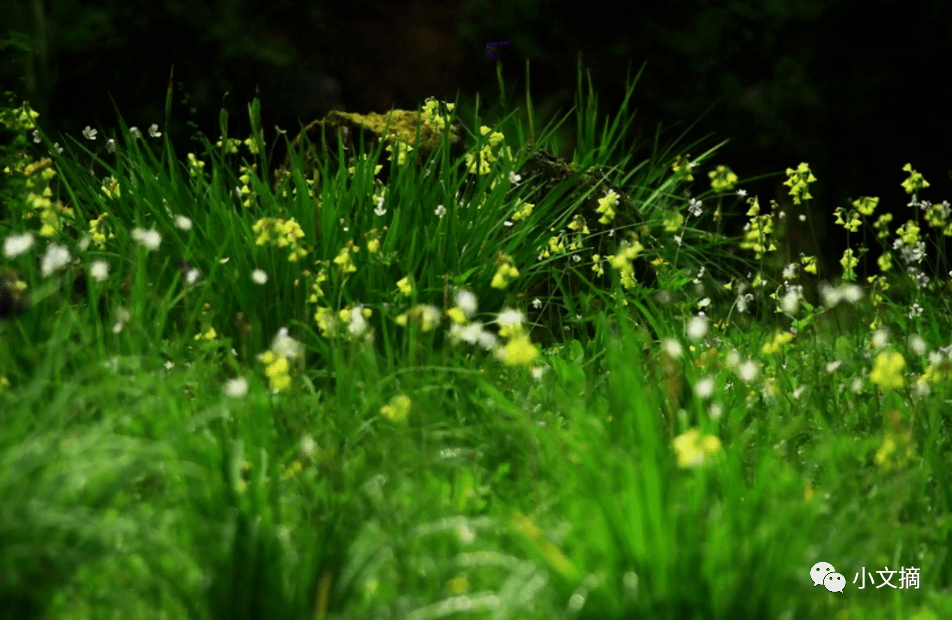 一池青草尽春晖