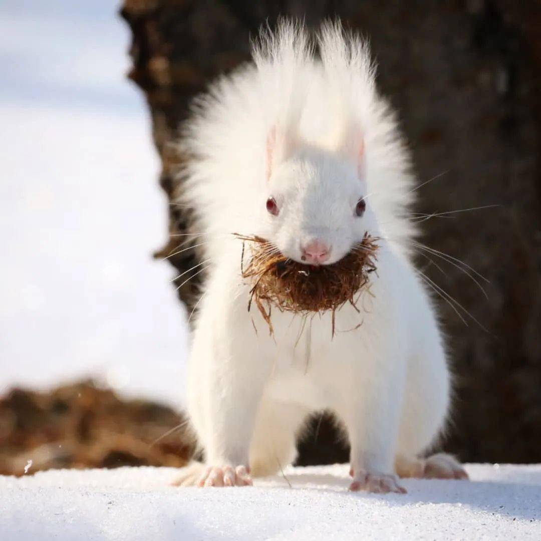 世界上非常非常罕见的白松鼠,雪地里的精灵!_雪白色_物种_高田理惠