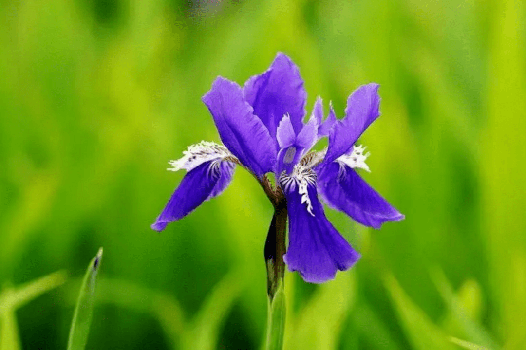 鸢尾花节正在进行中 5月8日将变成带薪假期 比利时 人们 Iris