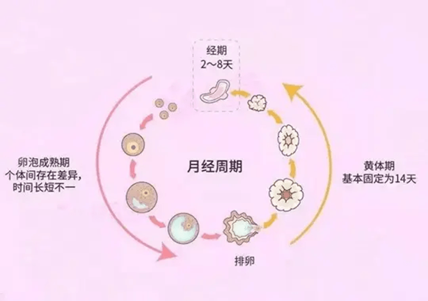 这位临时工就只能在14天后,萎缩变小,黯然离场,为新一批卵泡的发育