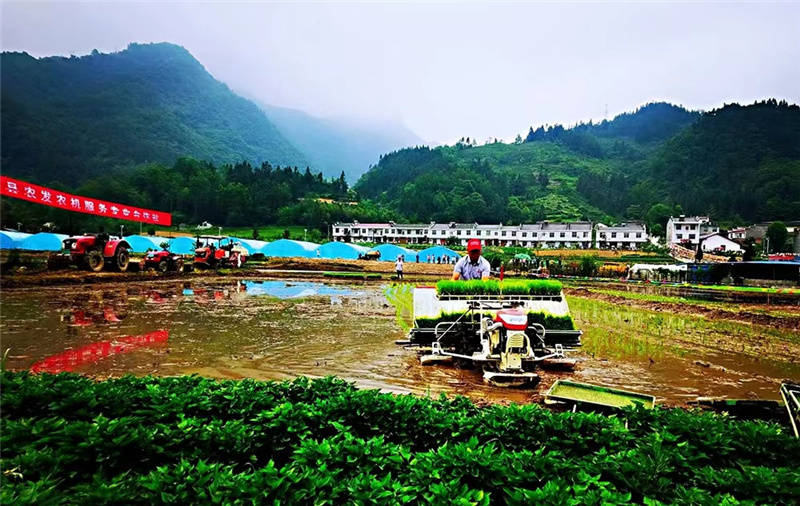 平利县广佛镇举办首届插秧节