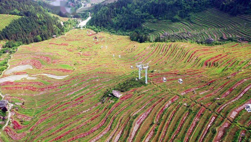龙胜这里有片梯田红红火火