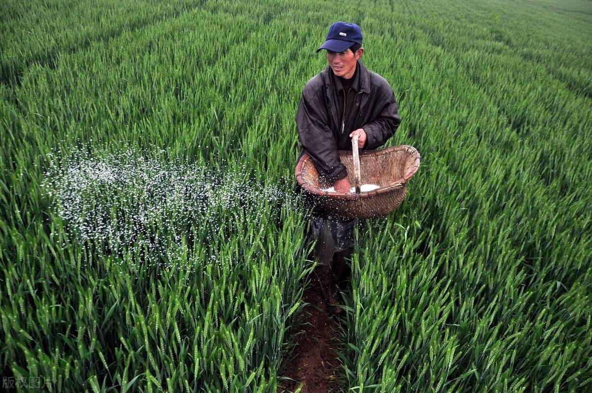 用尿素施肥的方法有表施喷施和耕施到底哪种方法更好