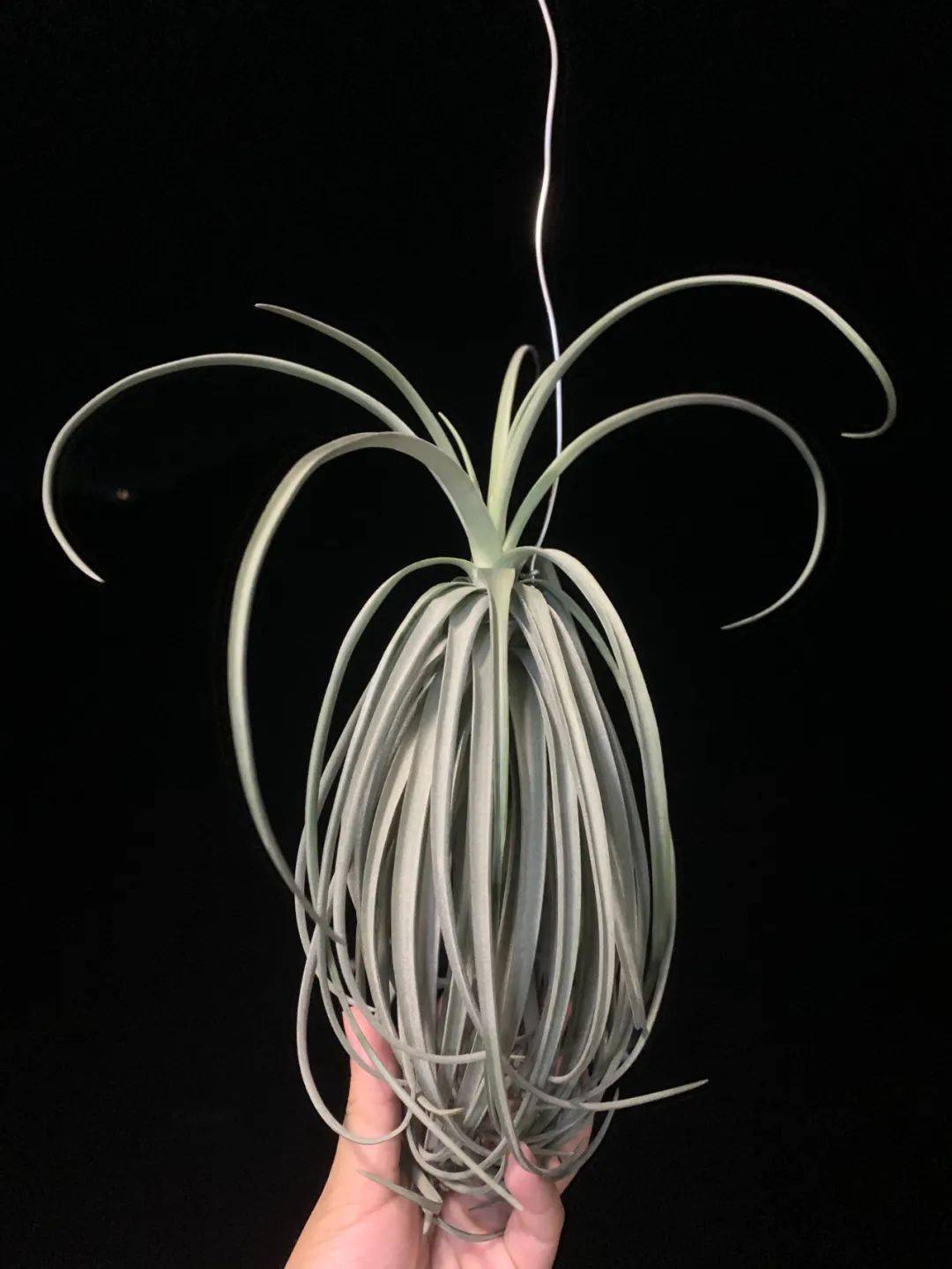 多肉谈空气凤梨养护全攻略