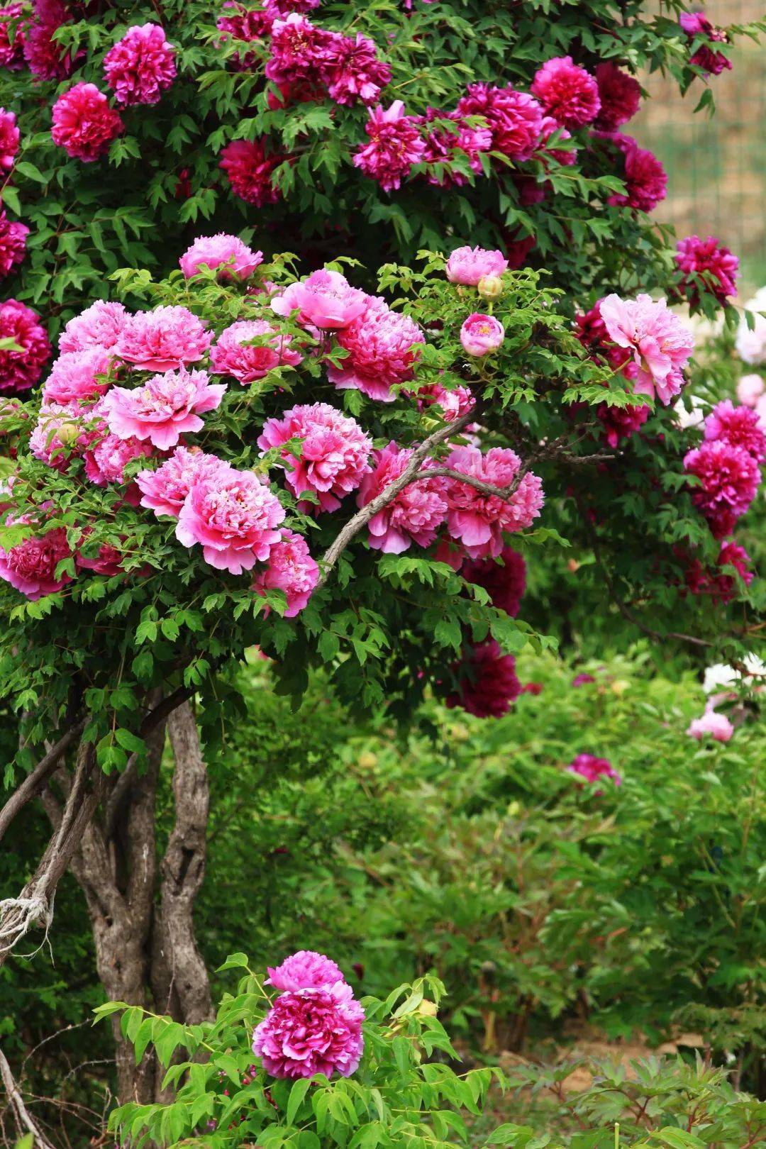 国色天香花满临洮临洮摄协紫斑牡丹线上摄影展李效民