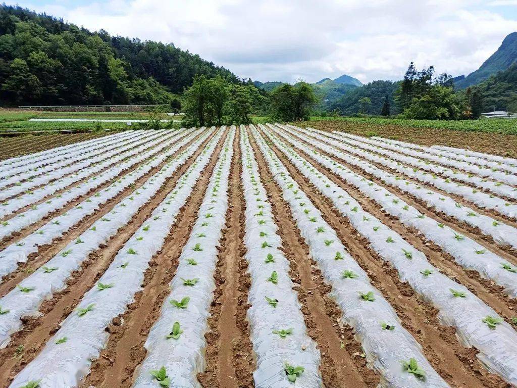 道真42万余亩烤烟全面完成移栽