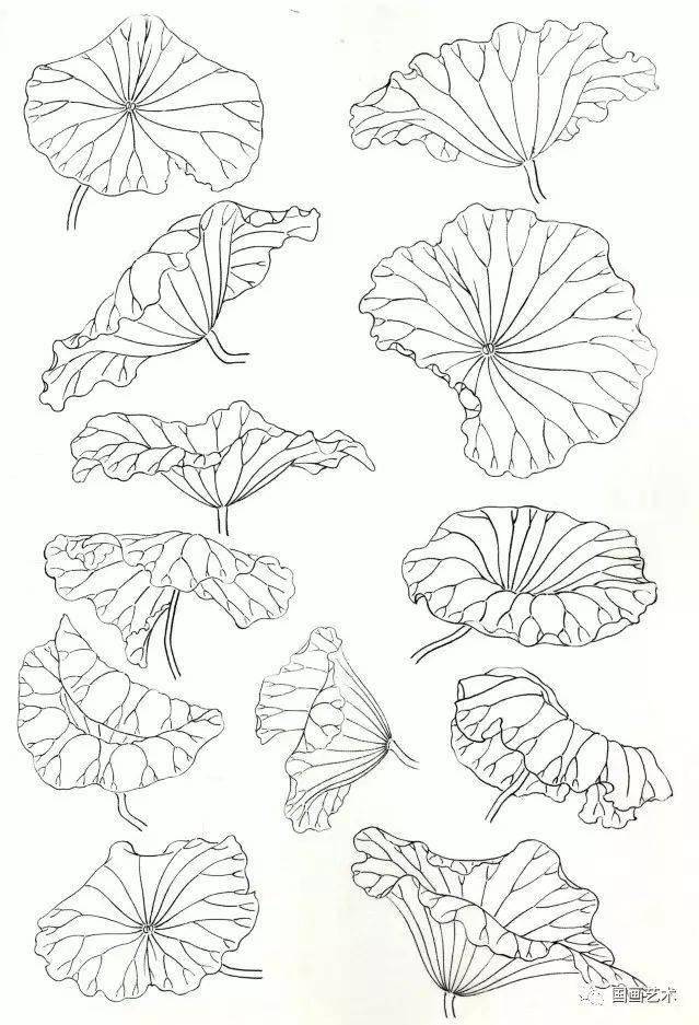 图文教程 工笔荷叶的各种画法